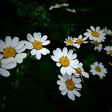 Fotografía Plantas y Flores 1. Fine Arts, and Photograph project by Paula Giraldo - 01.15.2016