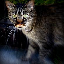Animales Fotografías . Photograph project by Paula Giraldo - 01.17.2016