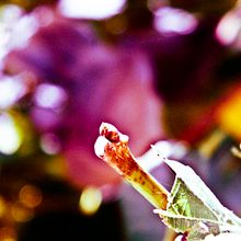 La naturaleza del desorden. Un progetto di Fotografia di Aurora Iveth Valadez Giner - 17.01.2016
