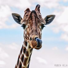 "Jirafa" Ein Projekt aus dem Bereich Fotografie von Rubén Vela García - 20.01.2016