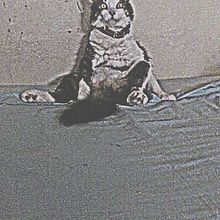  gato. Photograph project by LUIS MANUEL PEREZ LOPEZ - 04.13.2018