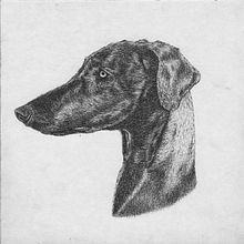 Galgo. Traditional illustration project by Antonio Barbosa López - 02.25.2016