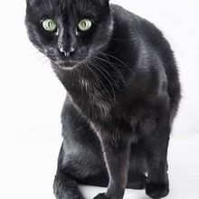 FOTOGRAFÍA DE MASCOTAS. Cats ^_^. Photograph project by Irene Serrano - 03.09.2016
