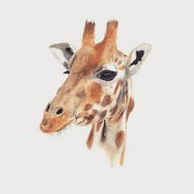 Jirafa. Un proyecto de Ilustración tradicional de Carmen GB - 09.03.2016