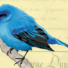 Aves. Graphic Design, and Traditional illustration project by adru garlov - 03.21.2016