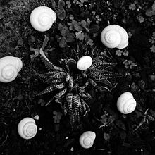 Composiciones orgánicas. Composiciones casi escultóricas, efímeras, inspiradas en las formas orgánicas de la naturaleza. . Editorial Design, and Photograph project by Clara Garcés Serrahima - 03.30.2016