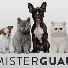 MisterGuau | Ecommerce website concept. Web Development, Interactive Design, Web Design, and UX / UI project by Nacho San Nicolás López - 03.31.2016