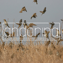 ANDORINA Ein Projekt aus dem Bereich Br, ing und Identität, Grafikdesign, Bildende Künste, Kunstleitung und Erweiterungsentwicklung von Ines Carballido - 10.04.2016