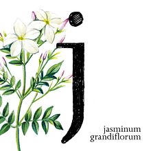 36 days of typography. Un progetto di Illustrazione tradizionale e Tipografia di base12 - 13.04.2016