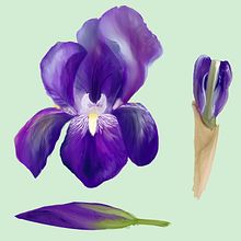 Kiwi e Iris. Un progetto di Illustrazione tradizionale di Sara Planella i Jou - 08.03.2015