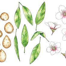 Almendrina. Un progetto di Illustrazione tradizionale di Júlio Aliau - 20.09.2015