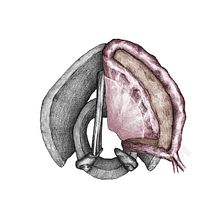 Cirugía de laringe - Ilustración científica. Un progetto di Illustrazione tradizionale di Júlio Aliau - 13.07.2015