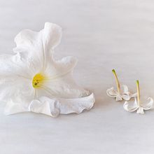 Floral. Un proyecto de Fotografía y Diseño gráfico de tipoyletra - 22.06.2016