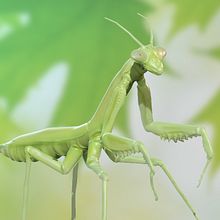 mantis religiosa con Zbrush. Interactive Design project by David Álvaro Martín - 06.27.2016