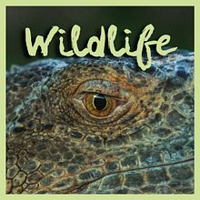 WILDLIFE. Un proyecto de Fotografía de Álvaro Pelegrín Martos Jiménez - 12.07.2016