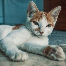 Os presento a Myra, mi gatita chica. . Photograph project by David Brat - 07.31.2016