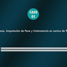 Presentación Tesis Univesitaria para futuro veterinario Copyright © Todos los Derechos Reservados Ein Projekt aus dem Bereich Design von Patricia Calderón Jiménez - 08.08.2016