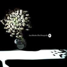 Proyecto Personal_Elogio de la sombra*. Fotografia projeto de Ana Darder Pizá - 28.08.2016