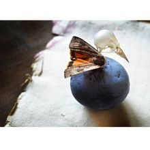 Proyecto personal_Efímera Belleza*. Fotografia projeto de Ana Darder Pizá - 28.08.2016