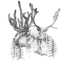 Reindeer. Un proyecto de Bellas Artes e Ilustración tradicional de Cristina Iglesias - 08.09.2016