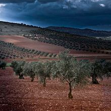 FOTOGRAFÍA "Entre olivos". Un proyecto de Fotografía de María García García de los Huertos - 13.09.2016
