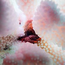 Underwater photography . Un proyecto de Fotografía de Nando Cebrián - 18.09.2016