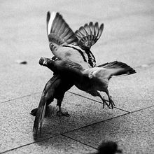 Palomas. Photograph project by Manuel Ángel Benito Reimundo - 09.18.2016