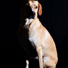 Animal. Un proyecto de Diseño de iluminación y Fotografía de Laura Bienvenido - 18.09.2016