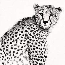 ANIMALS INK. Un proyecto de Bellas Artes e Ilustración tradicional de Any Kat - 03.10.2016