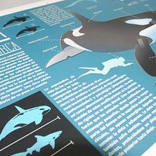 Killer Whale Inphography . Editorial Design, Graphic Design, Traditional illustration & Infographics project by Victor Eduardo Manzanillo Piña - 10.07.2016