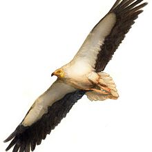 Ilustraciones y panelería . Fine Arts, Graphic Design, and Traditional illustration project by Sandra Ramirez-Cardenas Amer - 10.10.2016