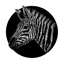 Animalia I. Traditional illustration, and Drawing project by Vir Martín - 01.18.2017