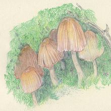 mushroom studies. Un proyecto de Ilustración tradicional de Margarita Rojas Lopez-Abadia - 23.10.2016