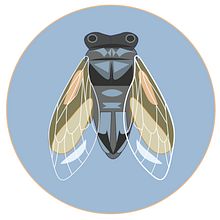 Cicada . Br, ing, Identit, Design, and Traditional illustration project by Elisa Plance - 10.30.2016