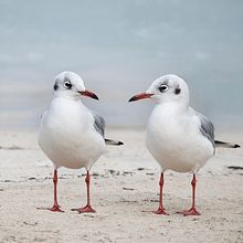 Montaje. Un proyecto de Diseño gráfico y Fotografía de tipoyletra - 09.11.2016