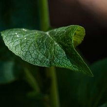 FLORA Ein Projekt aus dem Bereich Fotografie von Fatima Iriarte - 15.11.2016