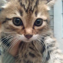Adopción de mascotas en Medellín Ein Projekt aus dem Bereich Webentwicklung und Webdesign von AdopcionesMedellín.com - 22.11.2016