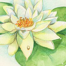 Herbario de flores. Traditional illustration project by Niabellum - 11.23.2016
