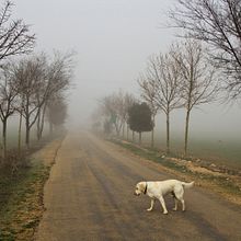 “El perro en la niebla”. Photograph project by Oleksandr McQuartz - 11.30.2016