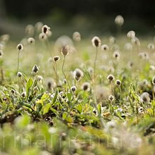 Wallpaper . Fotografi proyek oleh Marina Zambrano - 12.01.2016