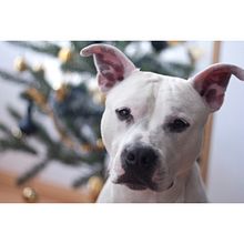 [Christmas Time] . Un progetto di Graphic design e Fotografia di Nuria Varas Sancho - 20.12.2016