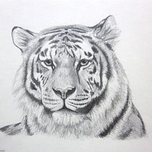 Tigre a lápiz 7u7 . Animație de astridcarolina879 - 01.02.2017