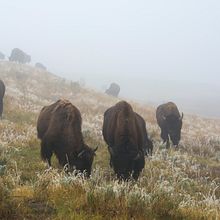 Fotografía de fauna . % Gema Lauzirika Oribe tarafından hazırlanan Fotoğrafçılık projesi - 12.31.2015