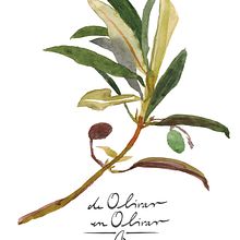 de olivar en olivar // proyecto para empresa de venta online de aceites de oliva . Design projeto de hannah_haffmans - 31.07.2016