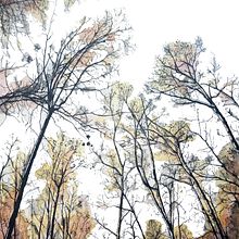 Into the wood. Traditional illustration, L, scape Architecture, and Painting project by Marsilio Martín - 01.22.2017
