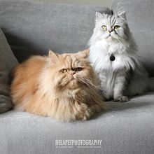 Juanito y Max I Miami FL. Un progetto di Fotografia di Nela Conde - 10.02.2017