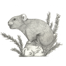 ILLUSTRACIONES FAUNÍSTICAS. Fine Arts, Traditional illustration, and Painting project by Blanca Moncunill - 02.10.2017