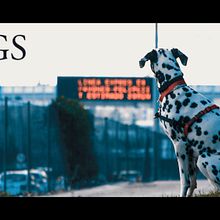 DOGS - Short Film. Cinema, Vídeo e TV, Fotografia, e Vídeo projeto de Alex Diaz Films - 11.02.2017