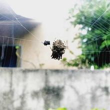 El tejido. Projekt z dziedziny Fotografia użytkownika C̶r̶i̶s̶t̶i̶a̶n̶ Yosoy - 01.03.2017