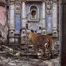 Chetah en la iglesia abandonada. Design, and Photograph project by Daniel Torres - 03.05.2017